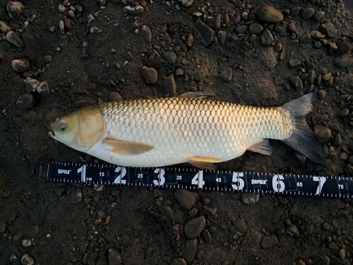 ソウギョの釣果