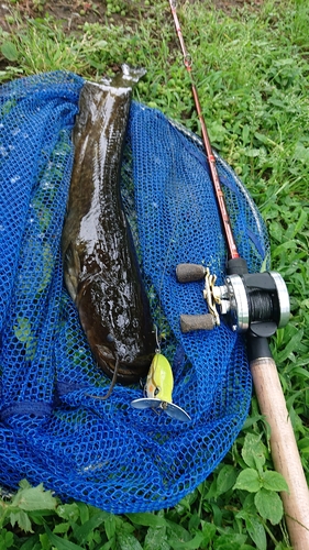 マナマズの釣果