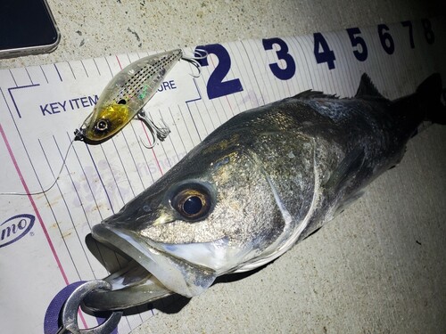 シーバスの釣果