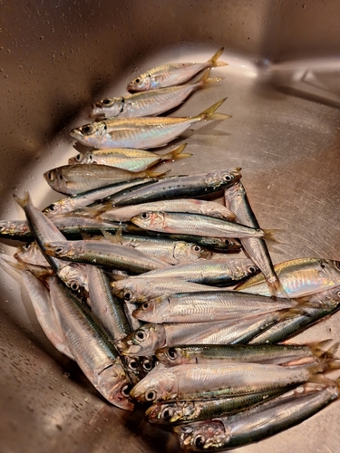 イワシの釣果