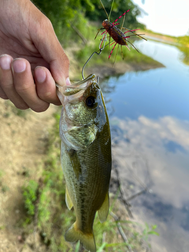 ブラックバスの釣果