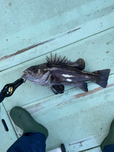 イシナギの釣果