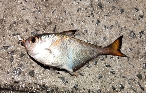 スズメダイの釣果