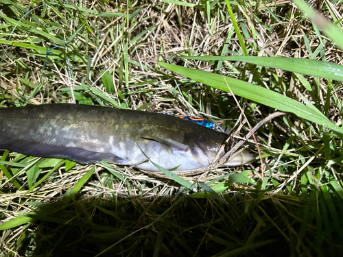 マナマズの釣果