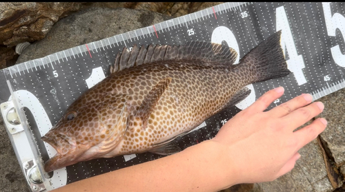 オオモンハタの釣果