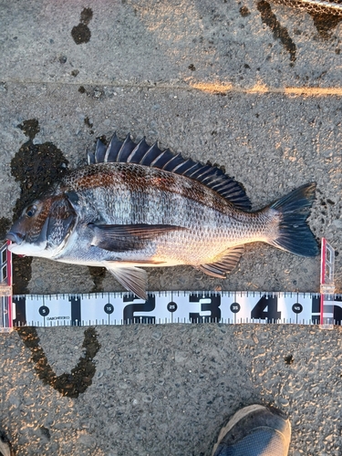 クロダイの釣果