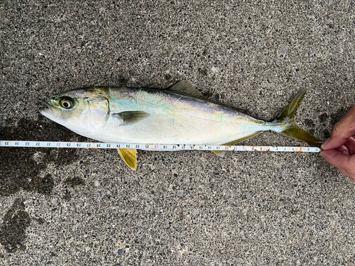 ワカシの釣果