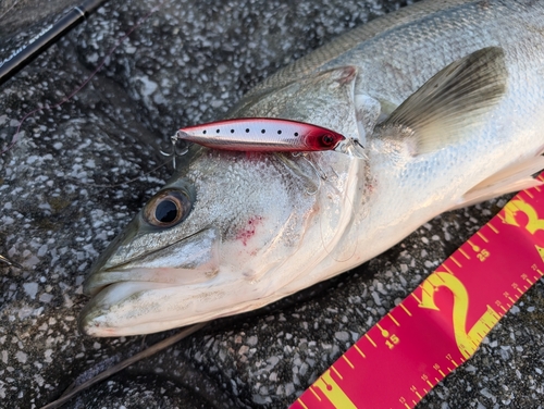 シーバスの釣果