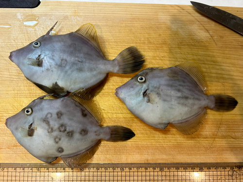 カワハギの釣果