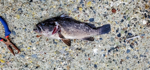 クロソイの釣果