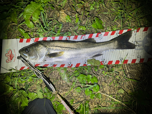 シーバスの釣果