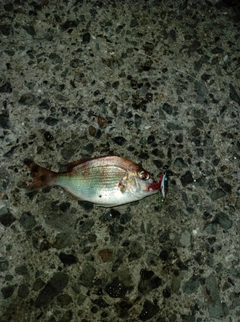 チャリコの釣果