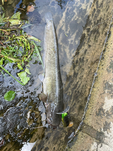 ナマズの釣果