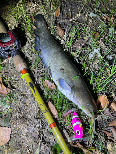 ナマズの釣果