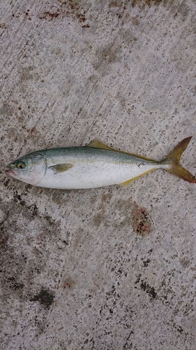 ショッコの釣果