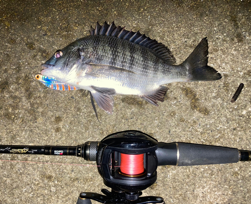 チヌの釣果