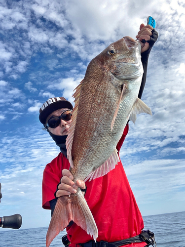 マダイの釣果