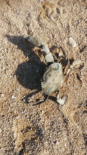 ノコギリガザミの釣果