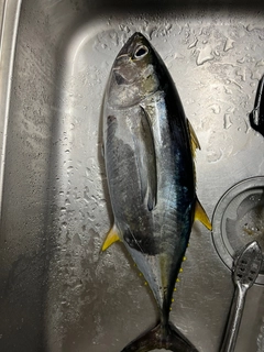 キハダマグロの釣果