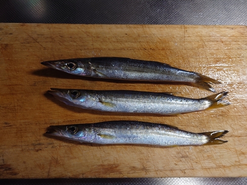 カマスの釣果