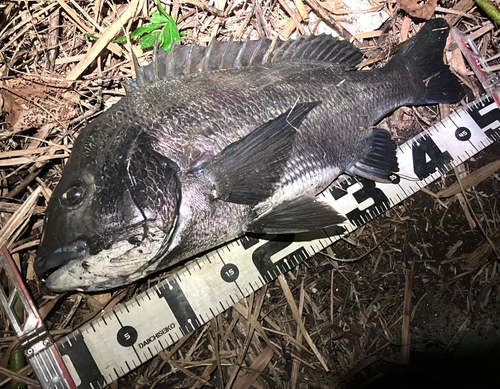 クロダイの釣果