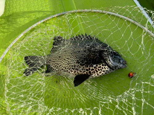 イシガキダイの釣果