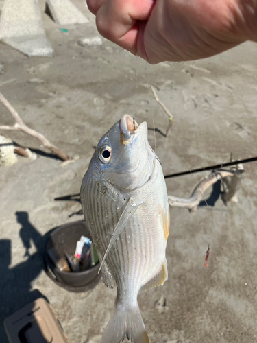 ヘダイの釣果