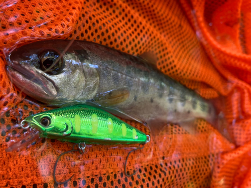 ヤマメの釣果