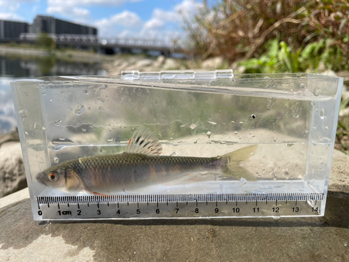 オイカワの釣果