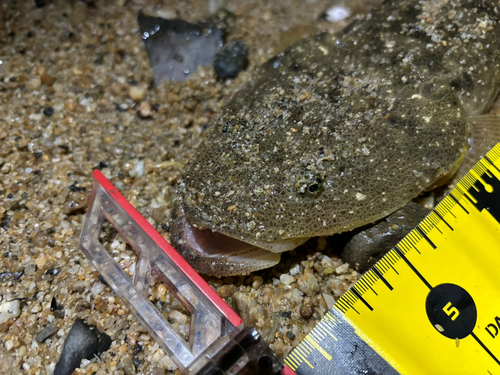 マゴチの釣果