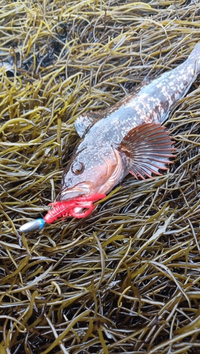 アイナメの釣果