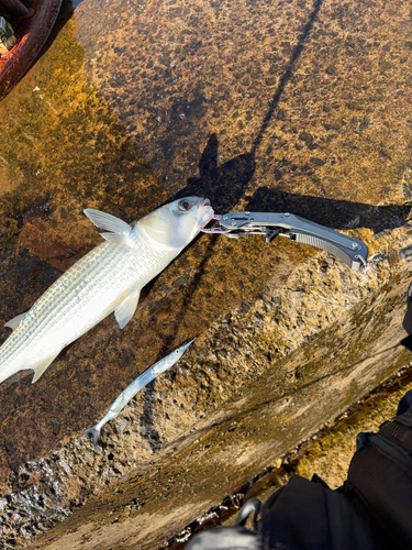 ボラの釣果