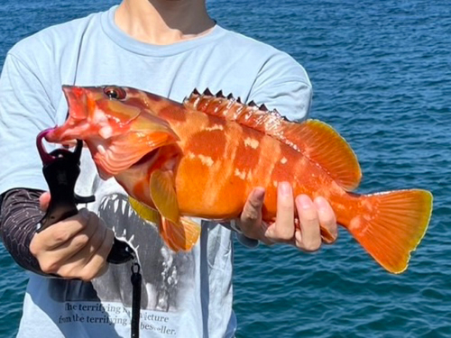 アカハタの釣果