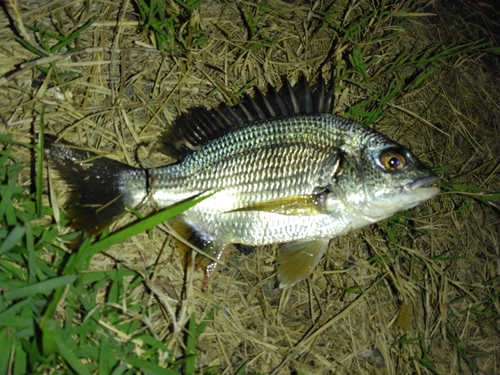 キチヌの釣果