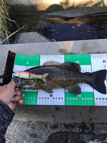 スモールマウスバスの釣果