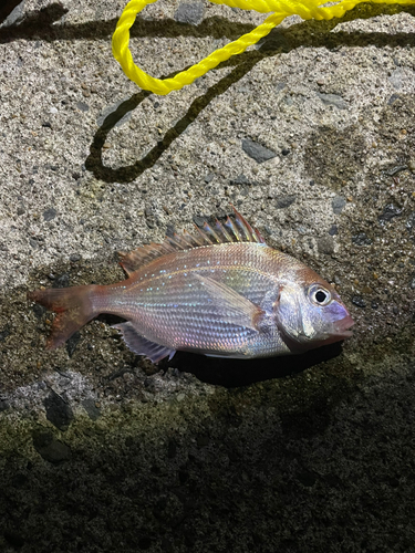 チャリコの釣果