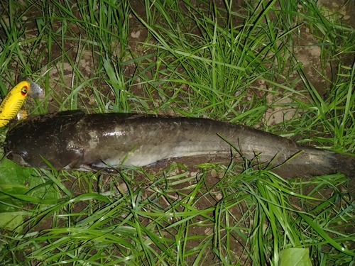 ナマズの釣果