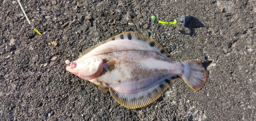 タカノハの釣果