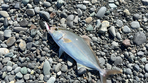 ショゴの釣果