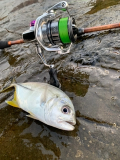 ウルメイワシの釣果