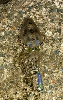 アオリイカの釣果