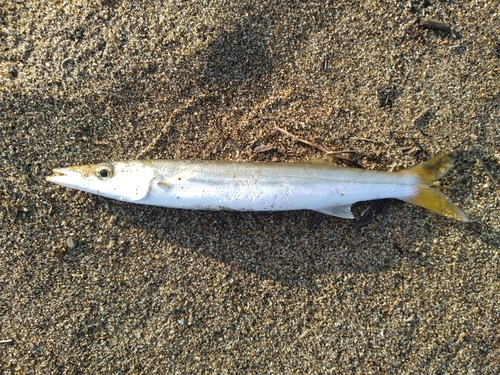 カマスの釣果