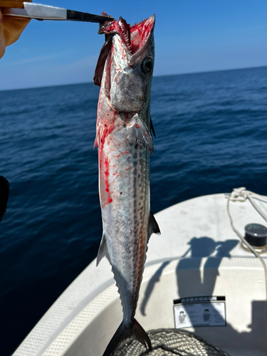 サゴシの釣果