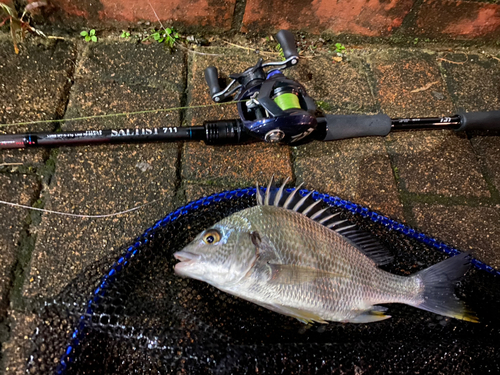 キビレの釣果