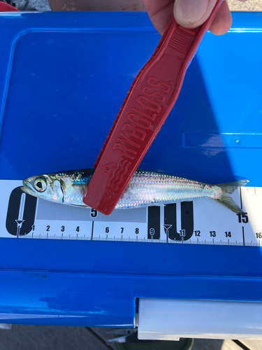 イワシの釣果