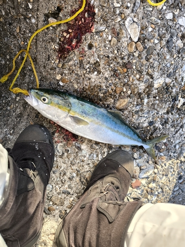 ツバスの釣果