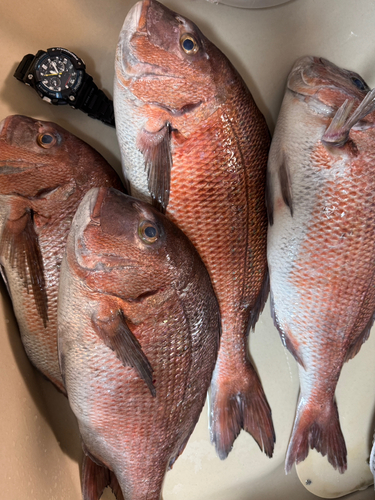 マダイの釣果