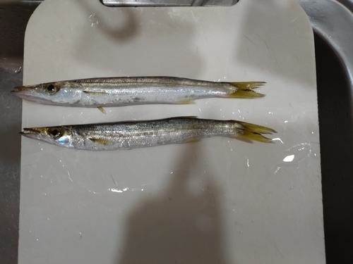 カマスの釣果