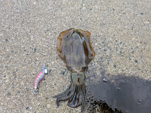 アオリイカの釣果