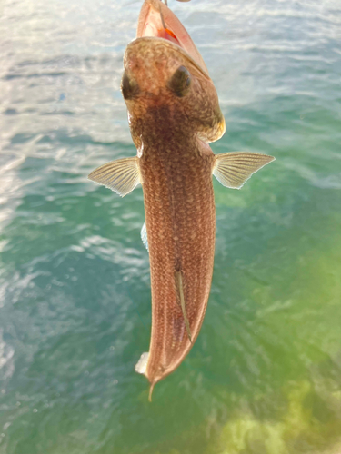 エソの釣果